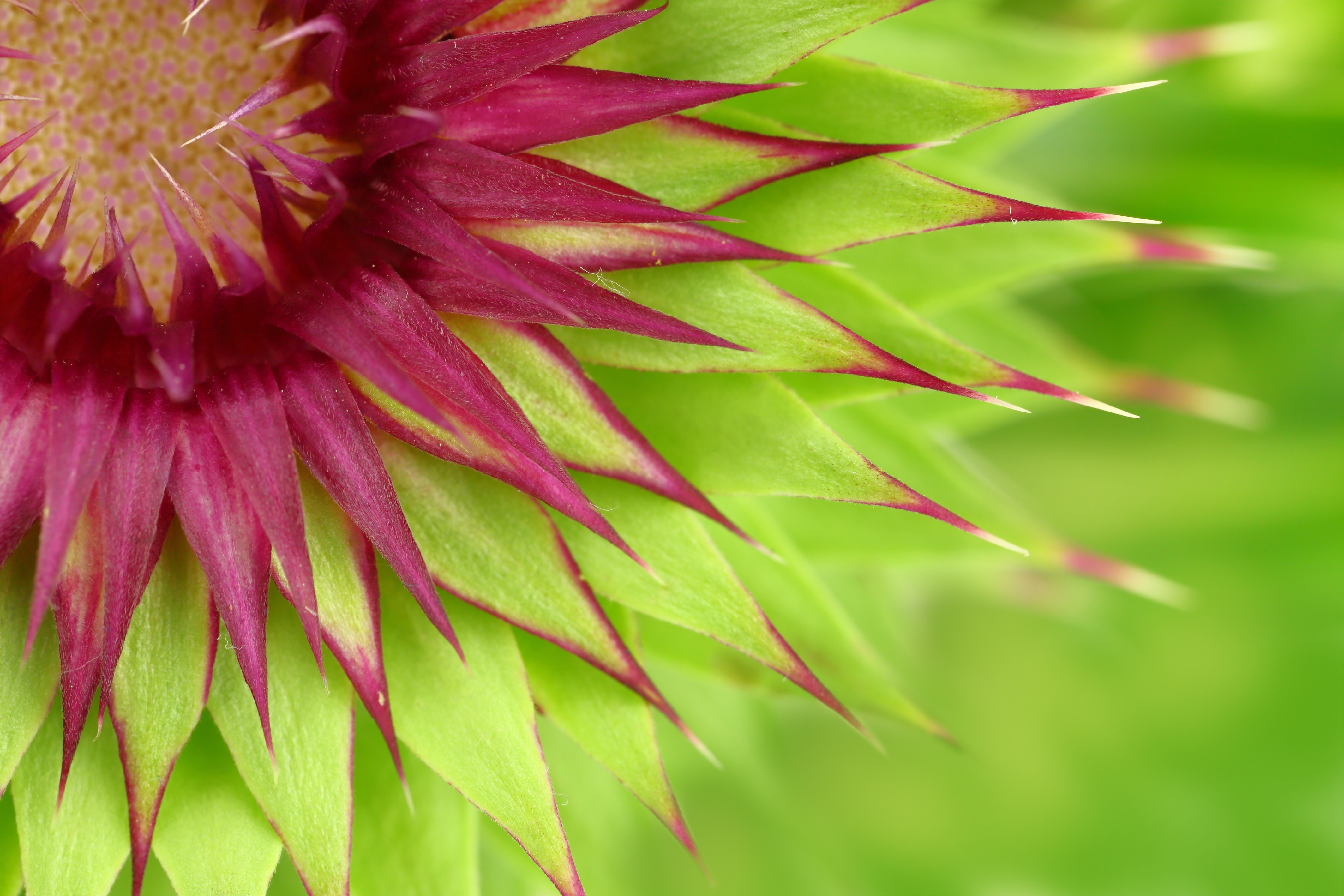 if-you-are-worried-about-the-state-of-your-liver-could-milk-thistle-h