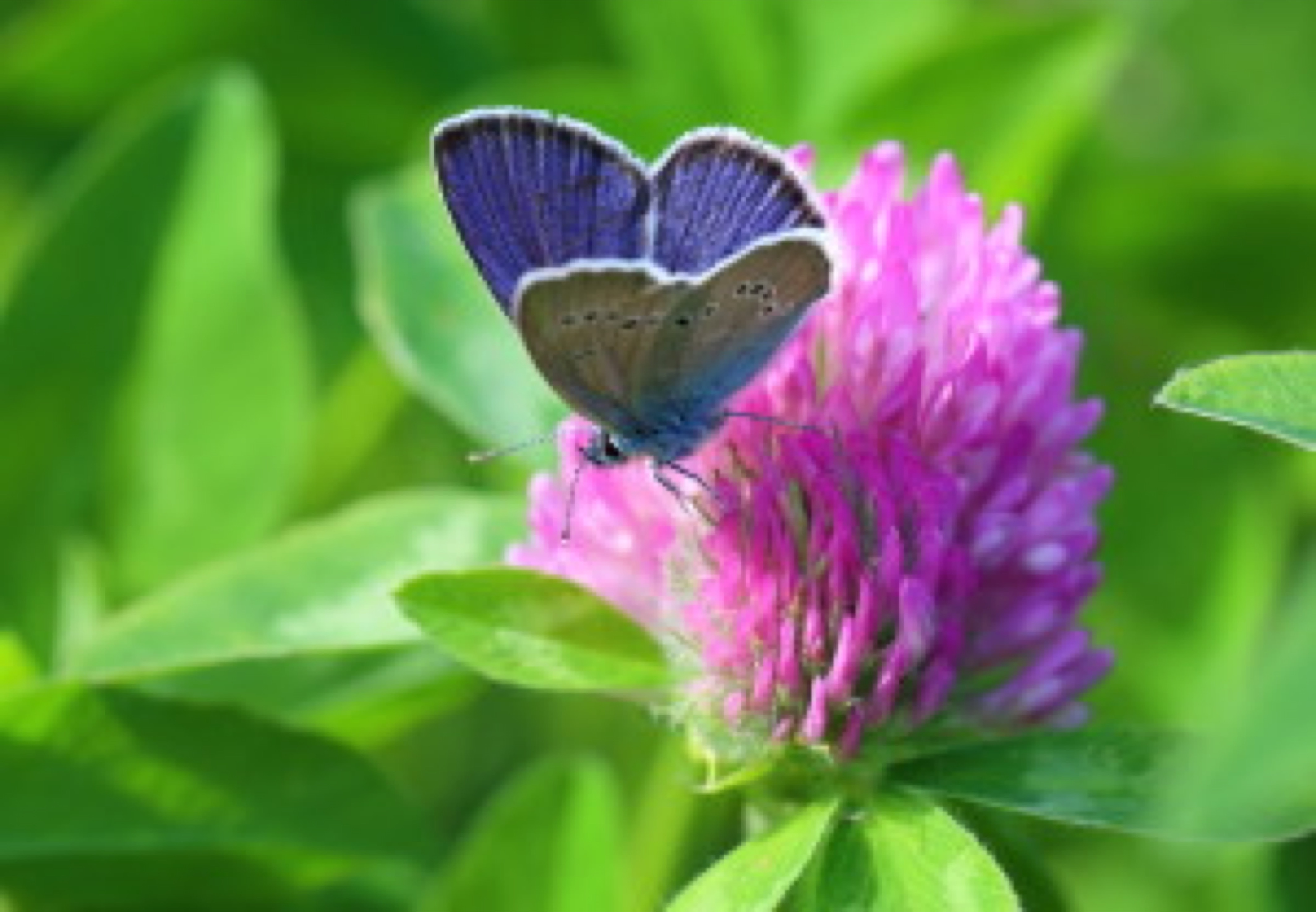 Cyaniris semiargus (Rottemburg, 1775). A butterfly on a clover flower