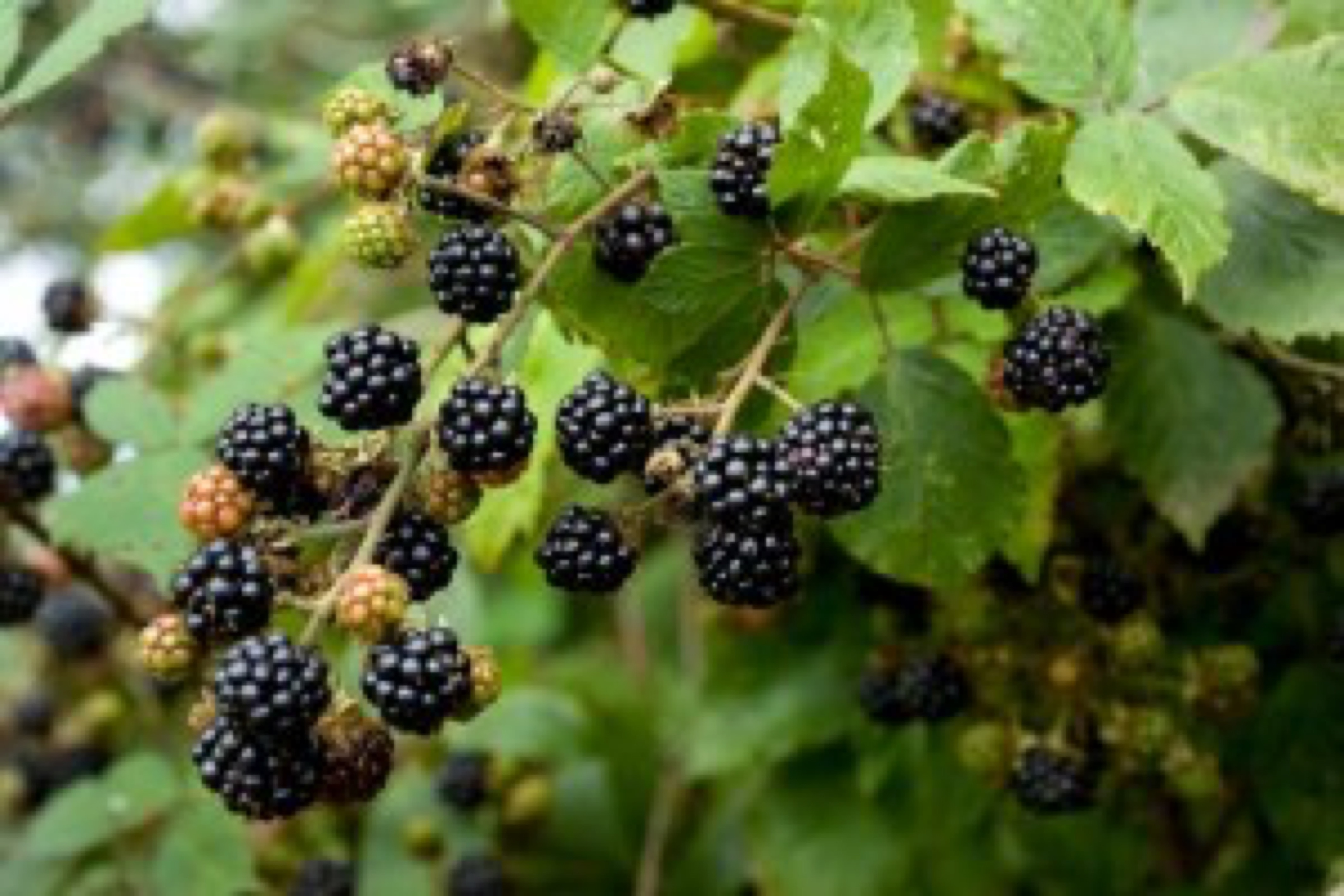 blog image - blackberries (Bryan Chitty)