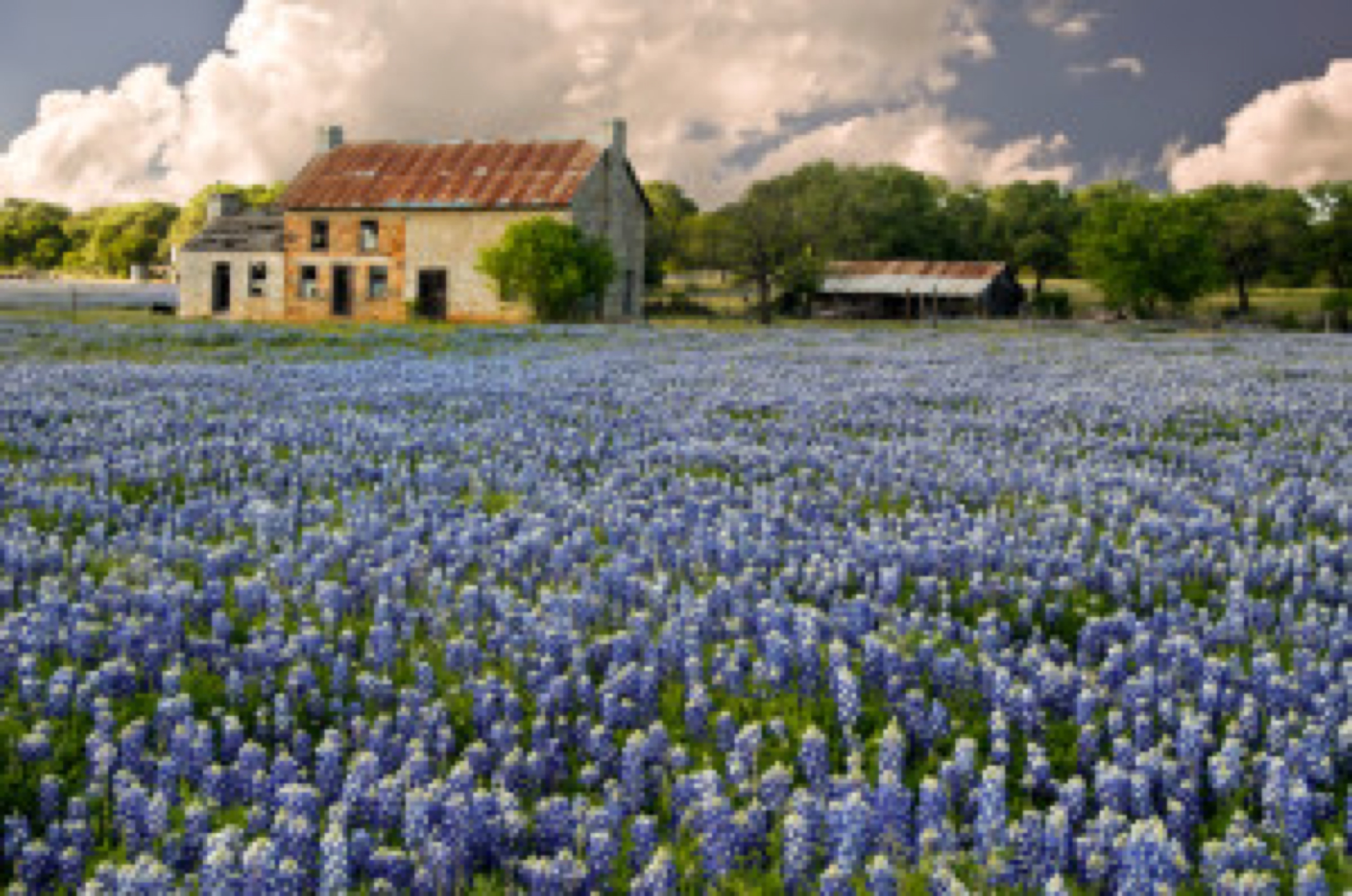 Abandoned Farmhouse in Bluebonnets