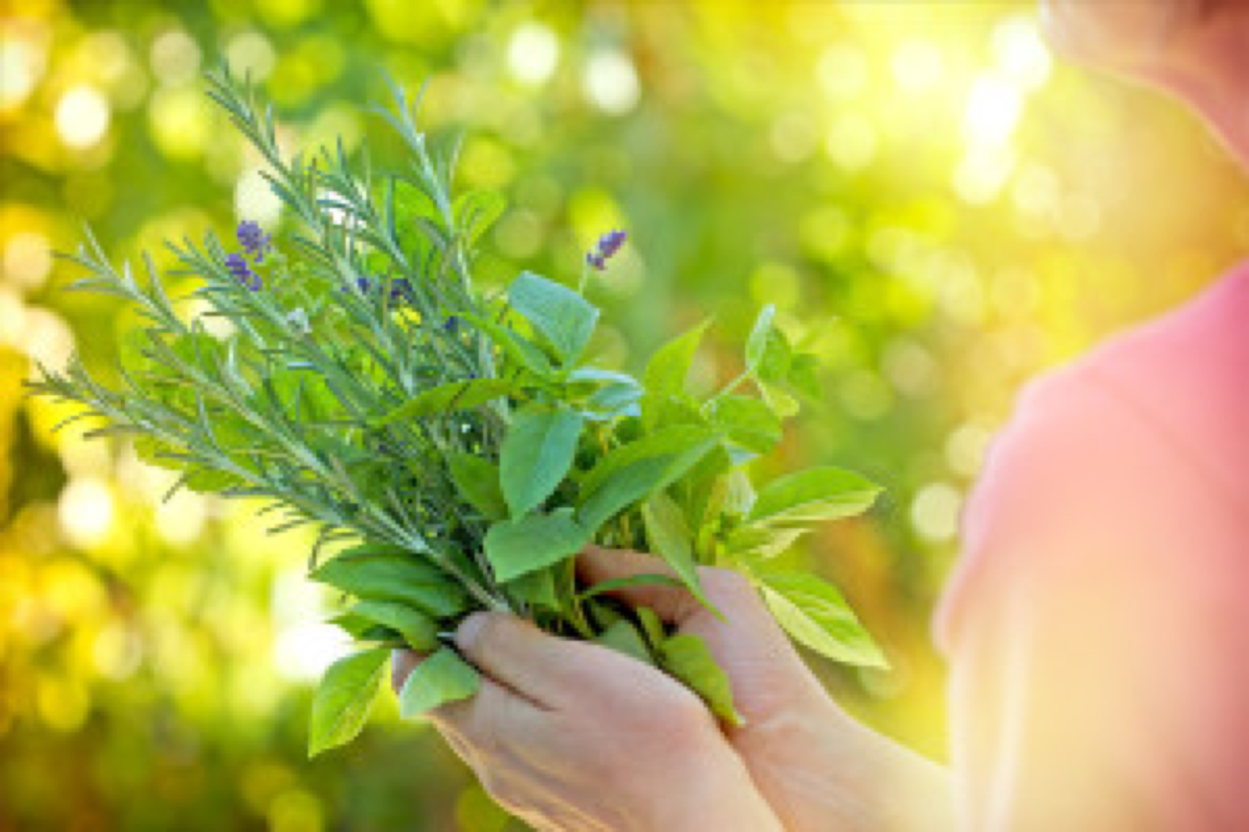Fresh herbs - spices in woman's hands