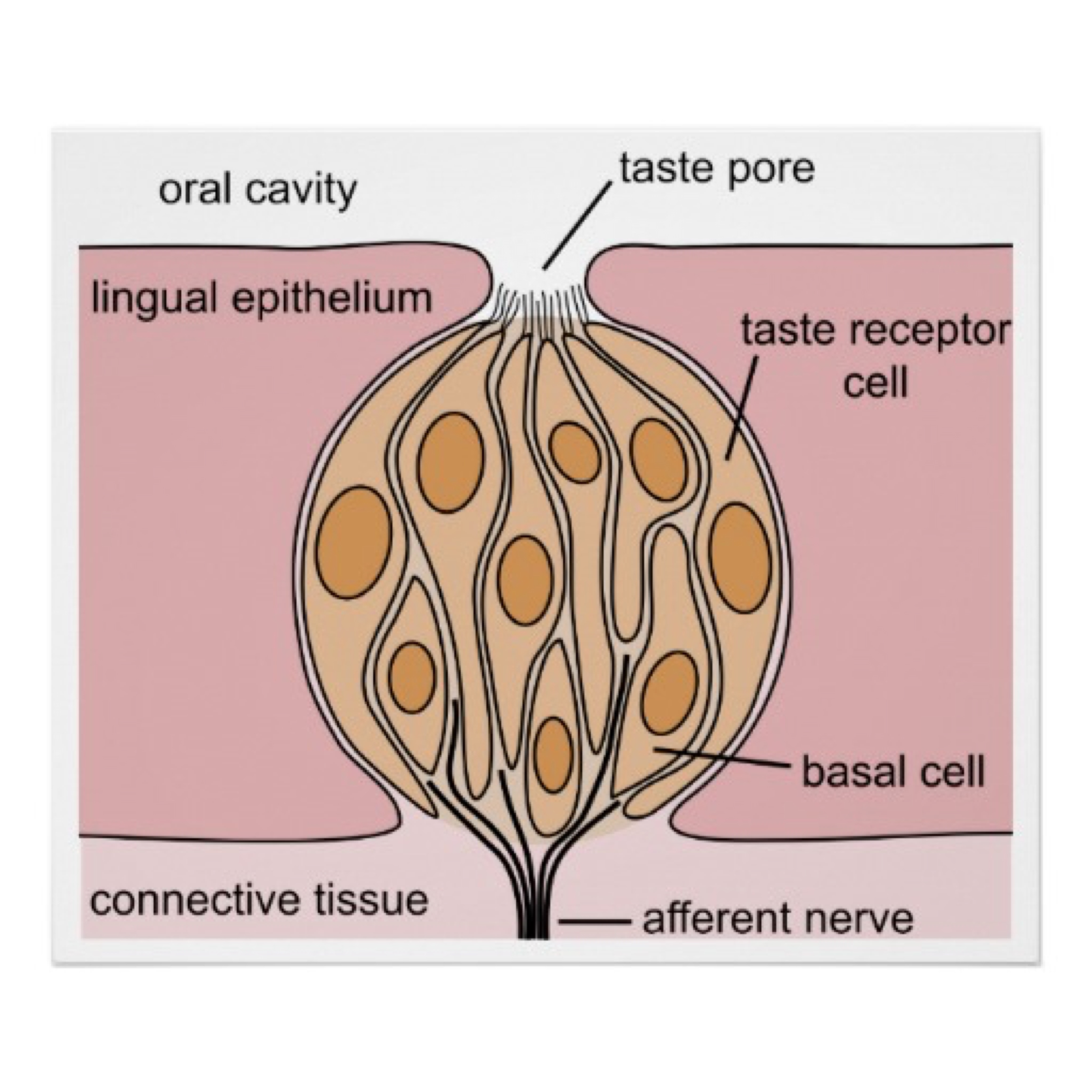 Taste Buds Diagram