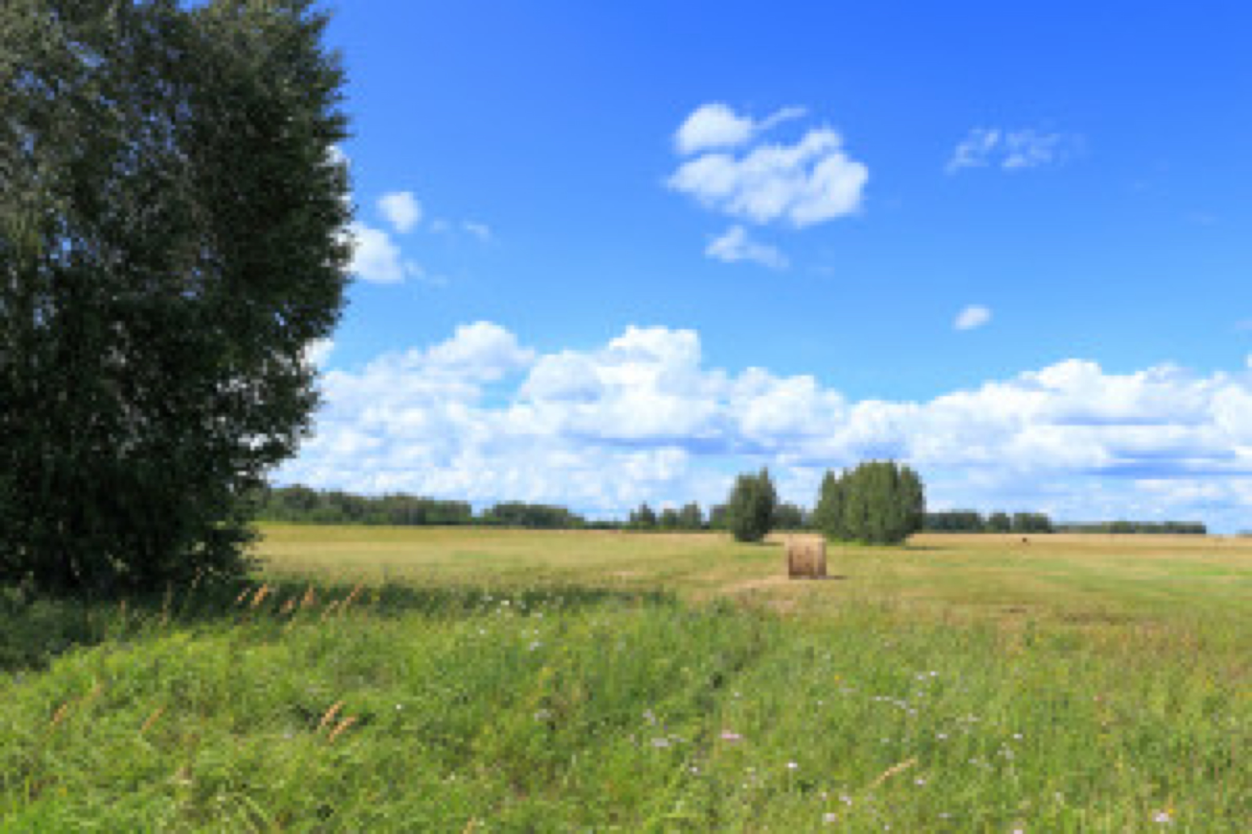 Meadow with haystacks and birches