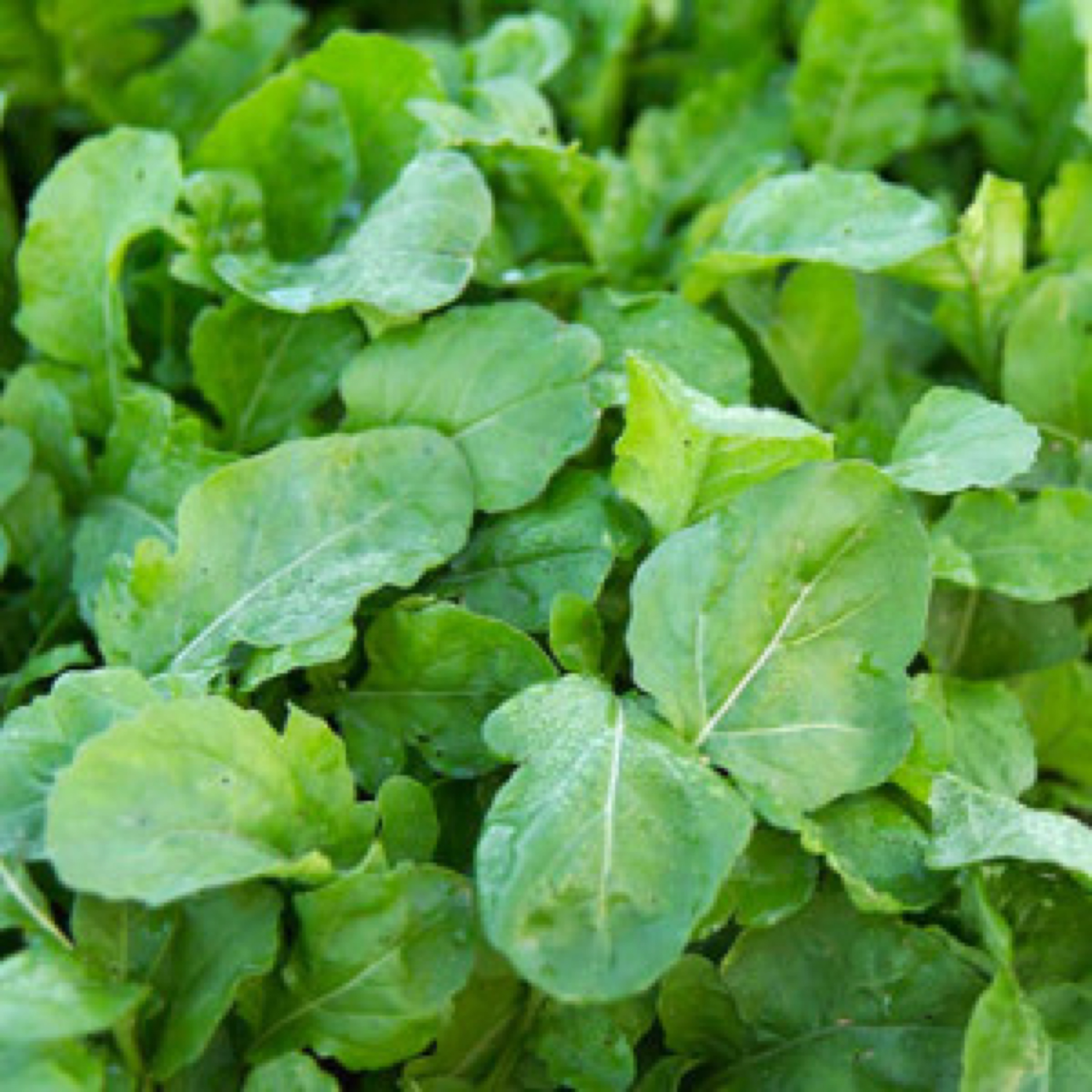 Arugula or Rocket & 7 Riveting Reasons to Eat this Salad Green | Amoil