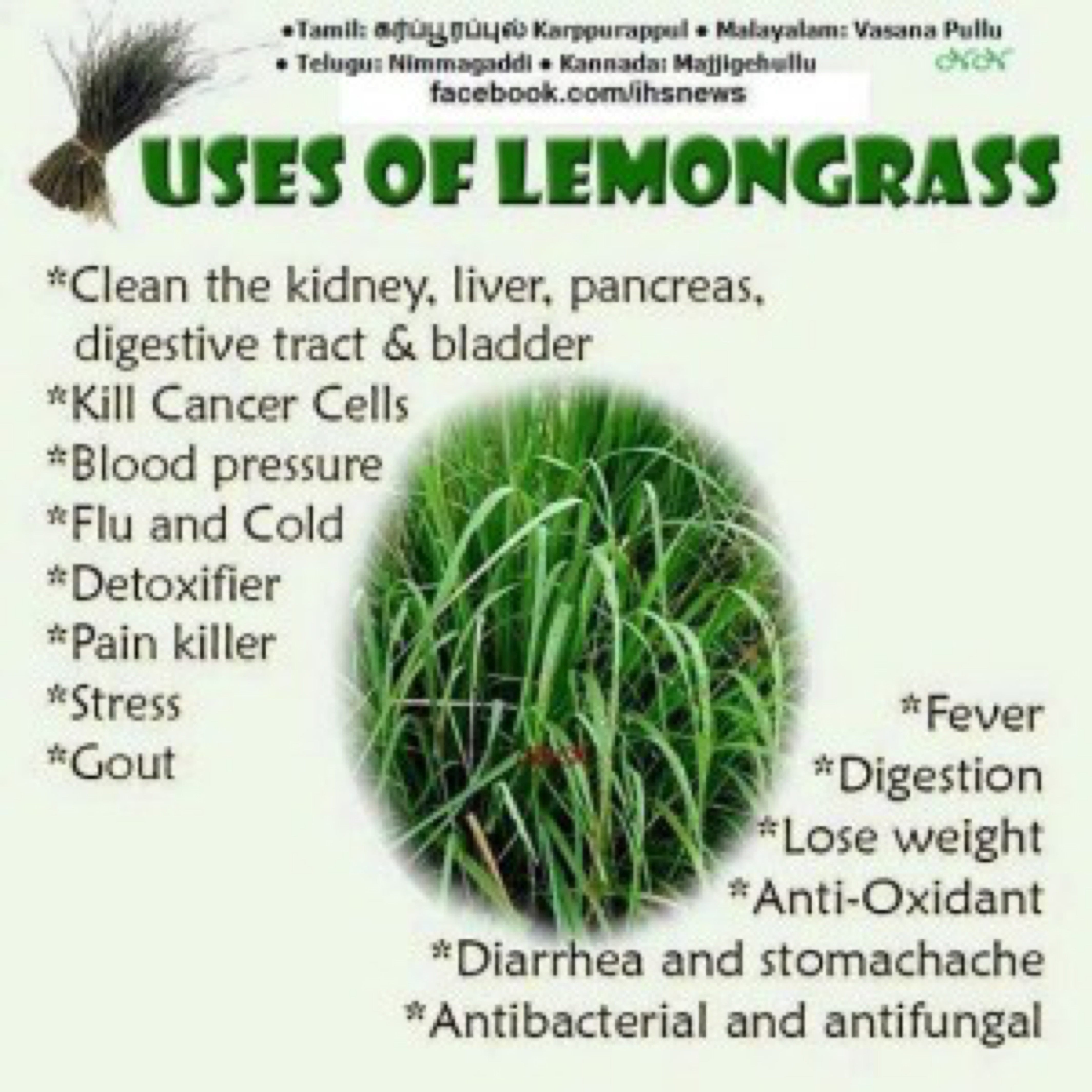 blog - lemongrass uses width=