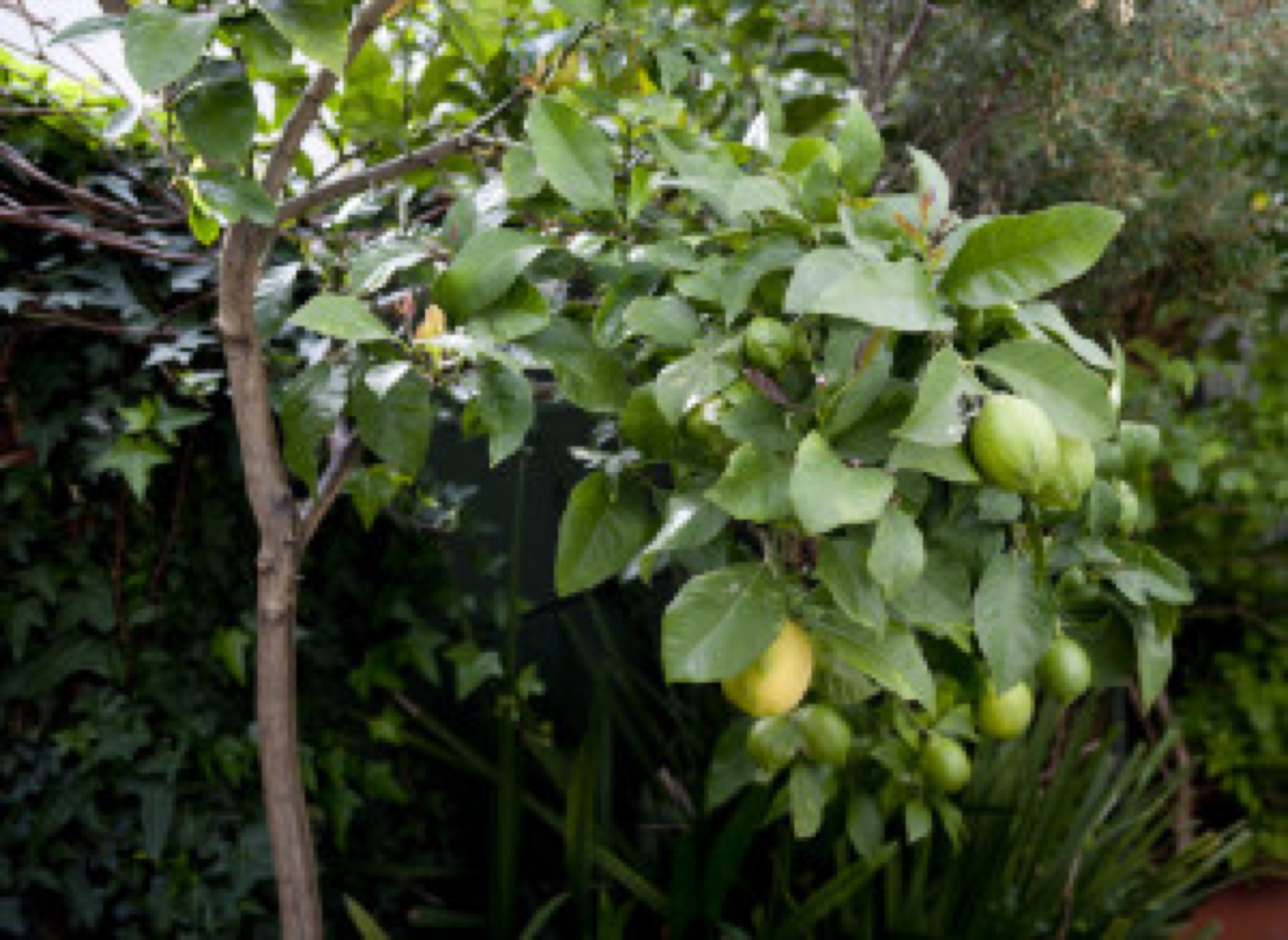 Blog image - lemon tree