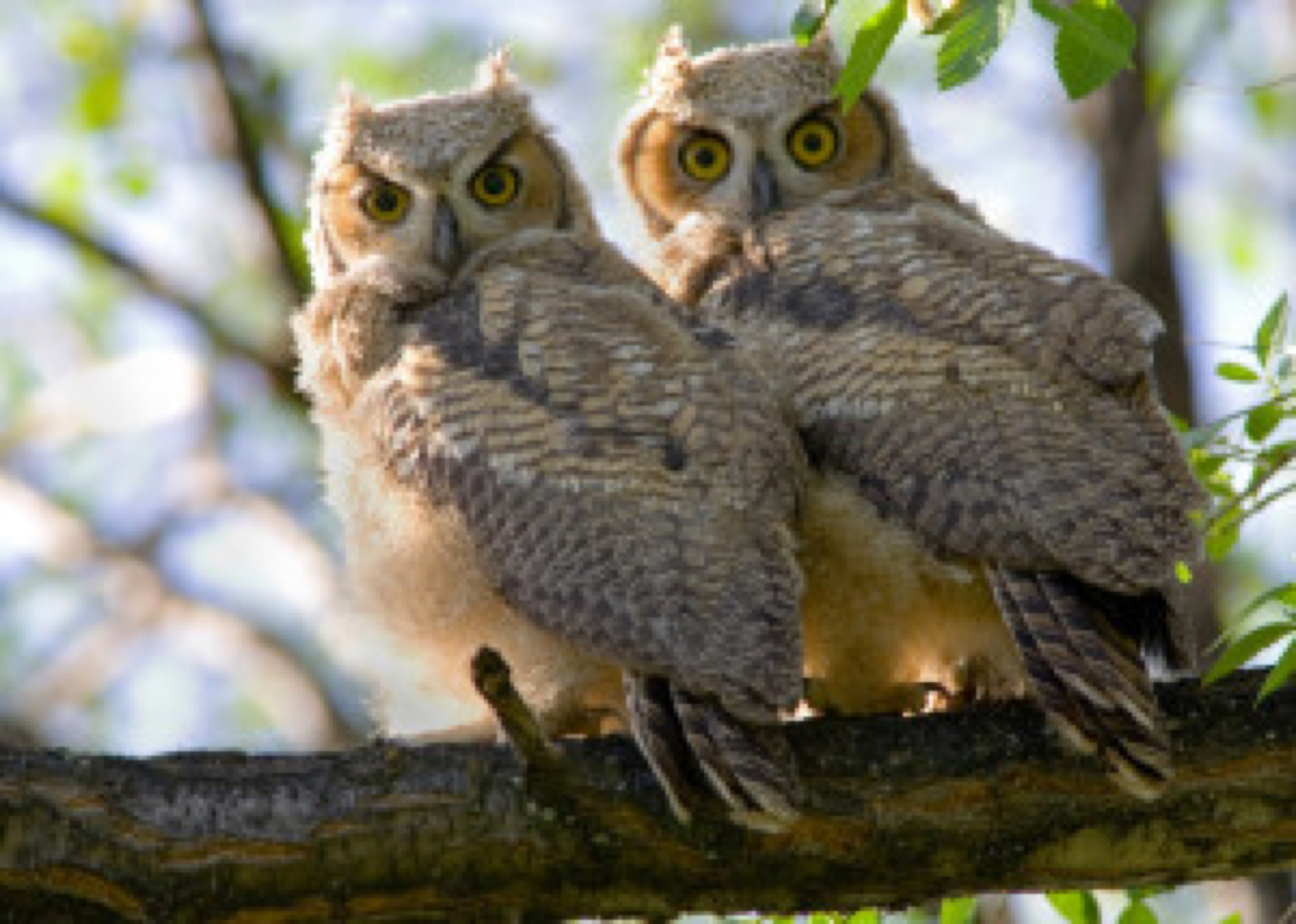 Blog image - great horned owl - stock photo bought