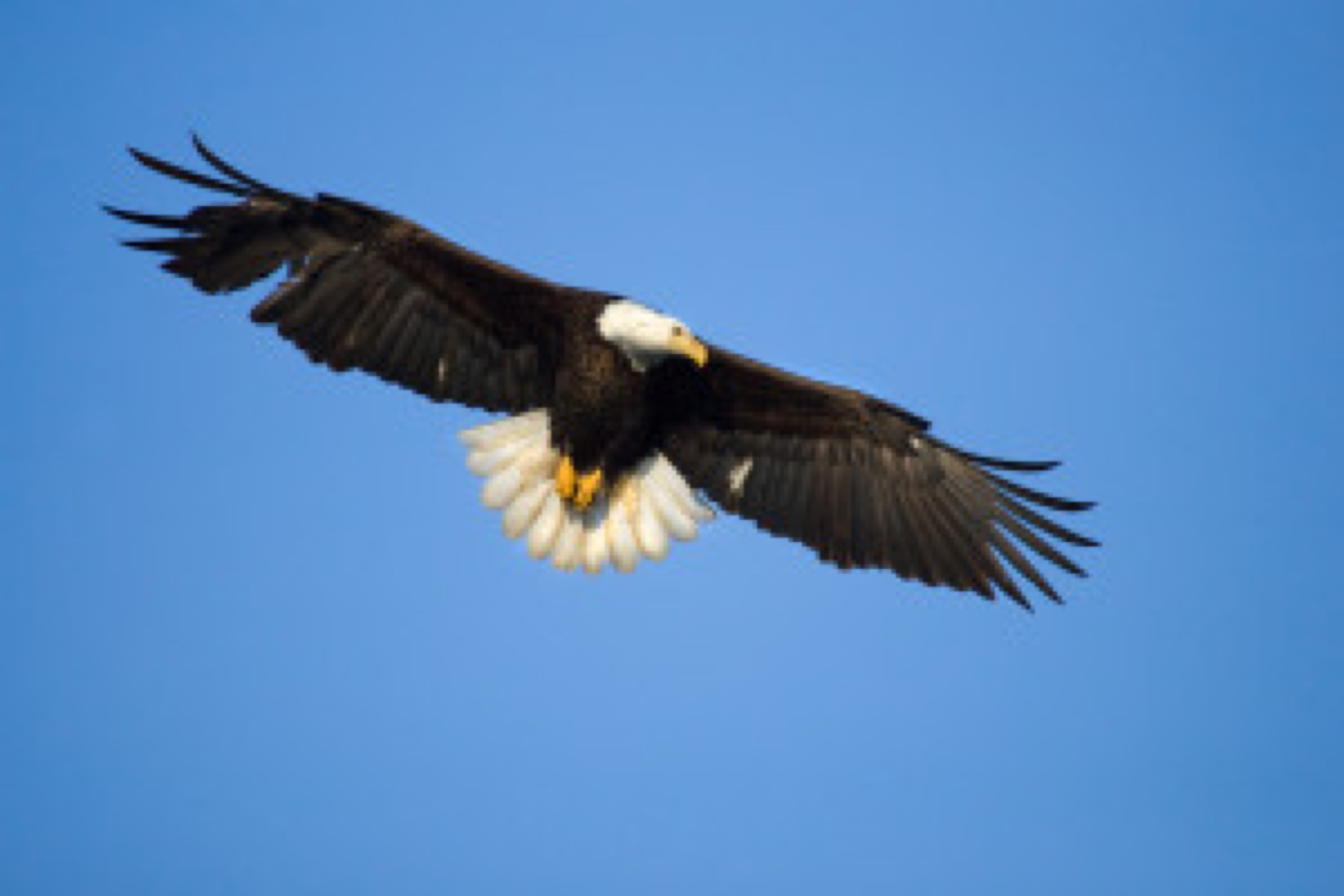 Bald Eagle in Flight , Alaska