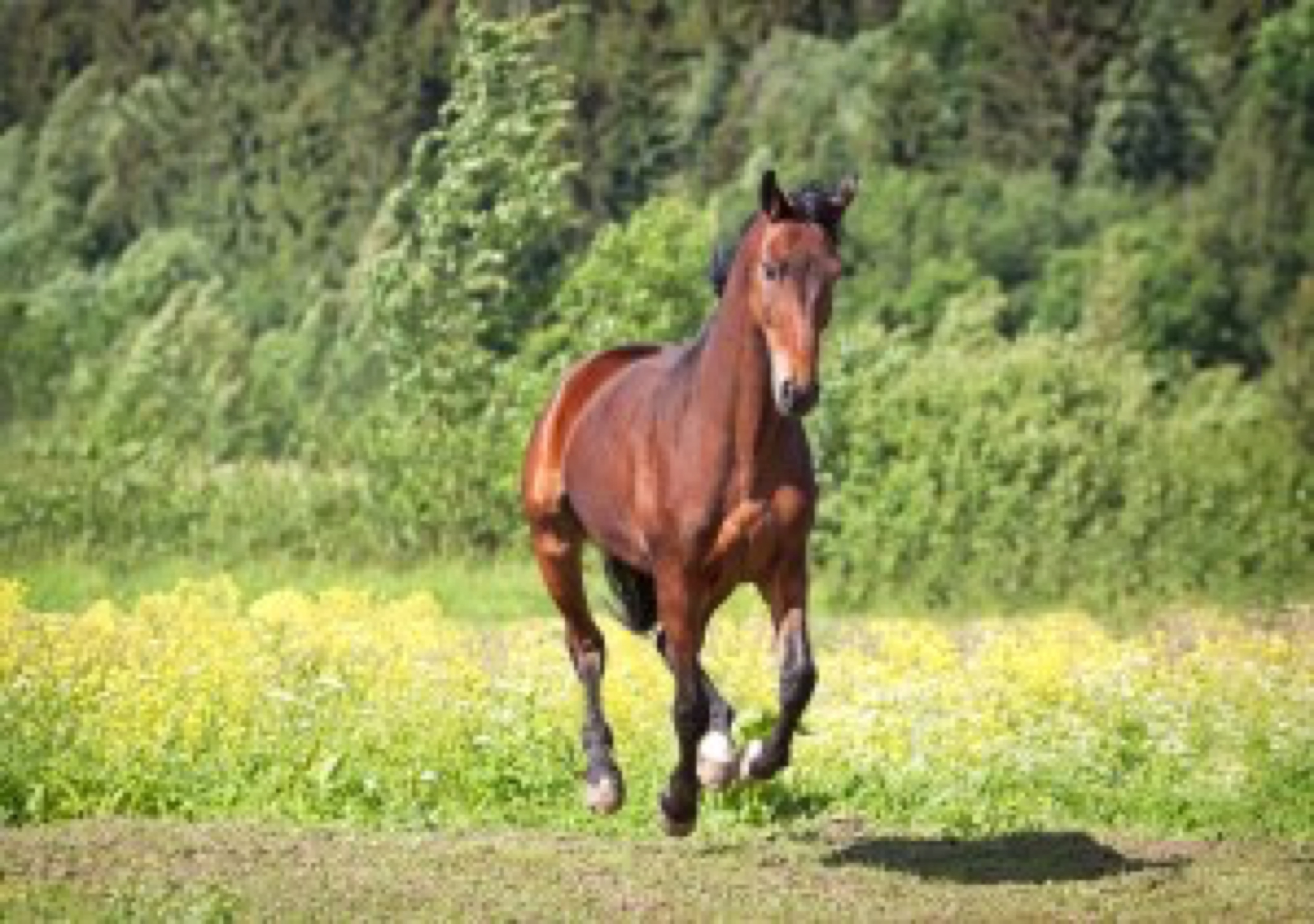 Beautiful Trakehner horse running through the summer meadow