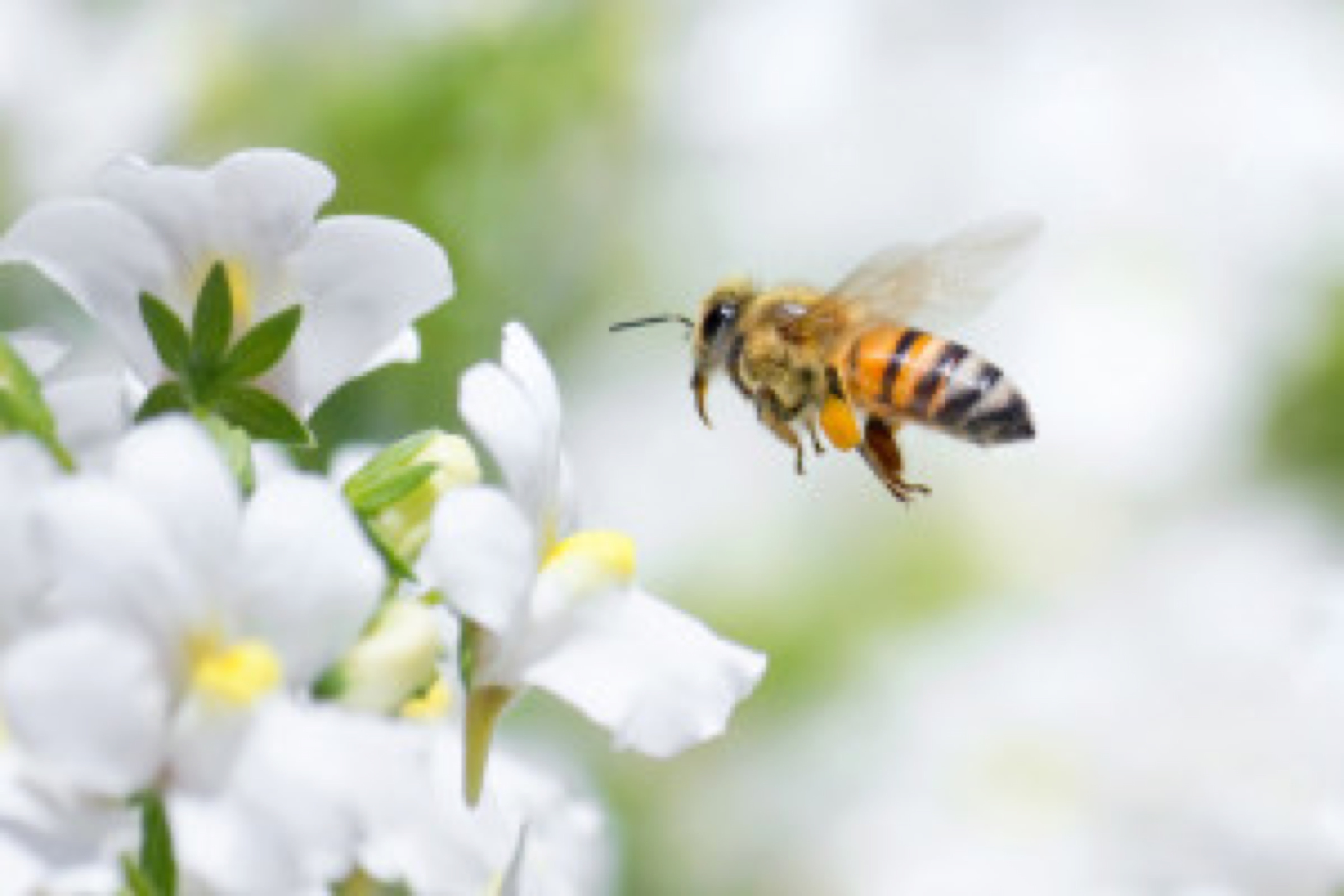 Пчелы и ветер. Пчела на цветке. Пчелки на цветах. Пчела фото. Пчела над цветком.