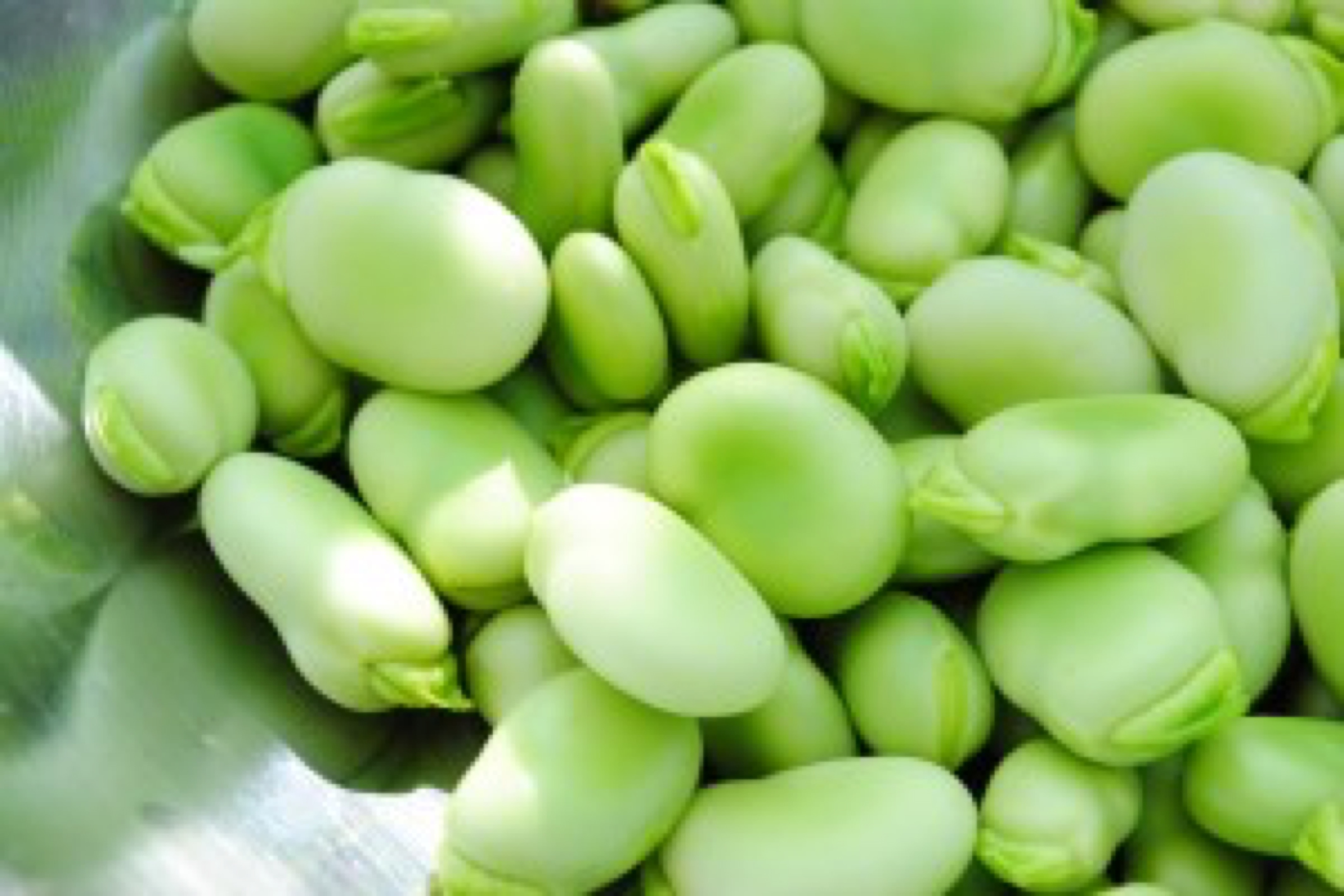blog image - broad beans