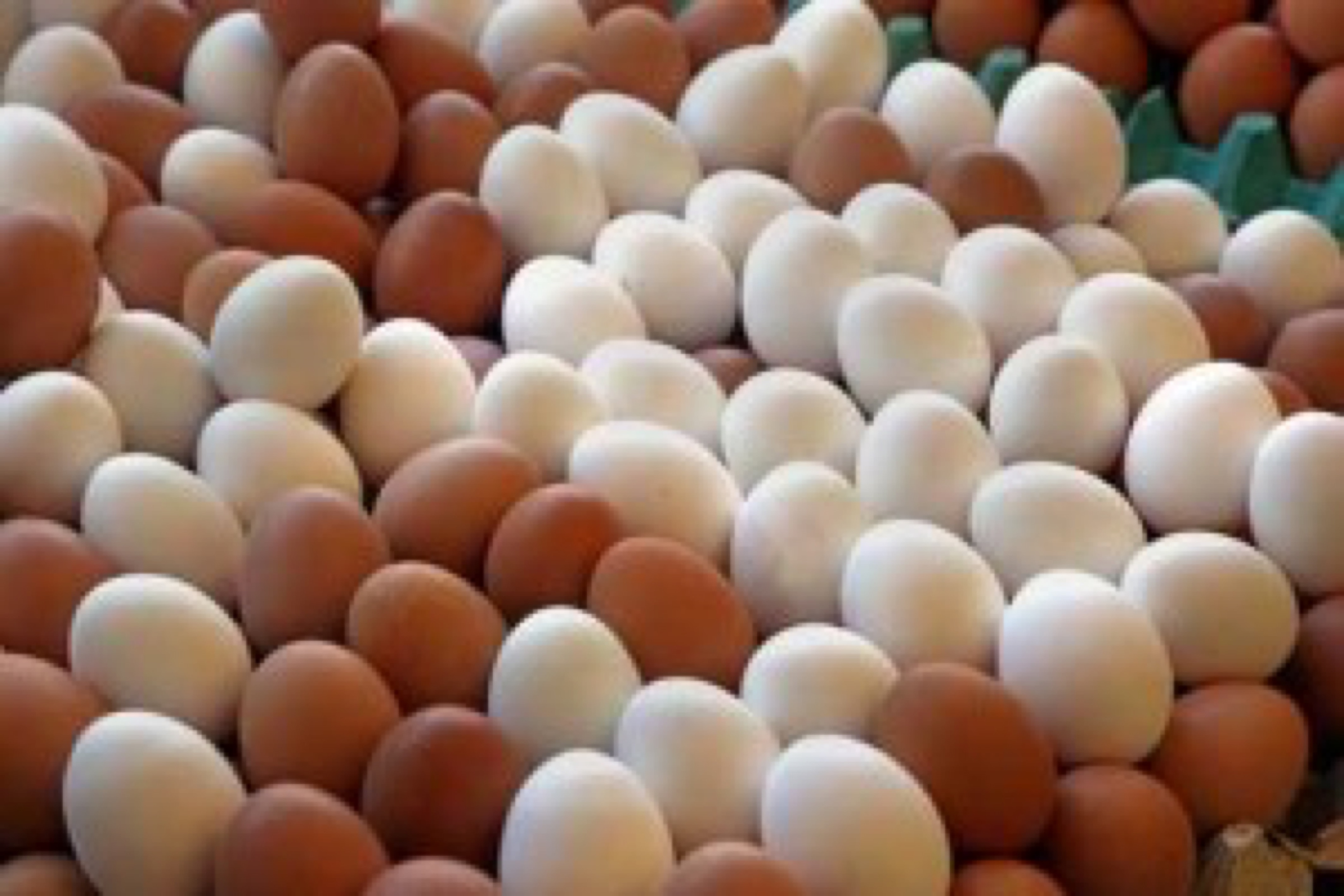 Chiken eggs