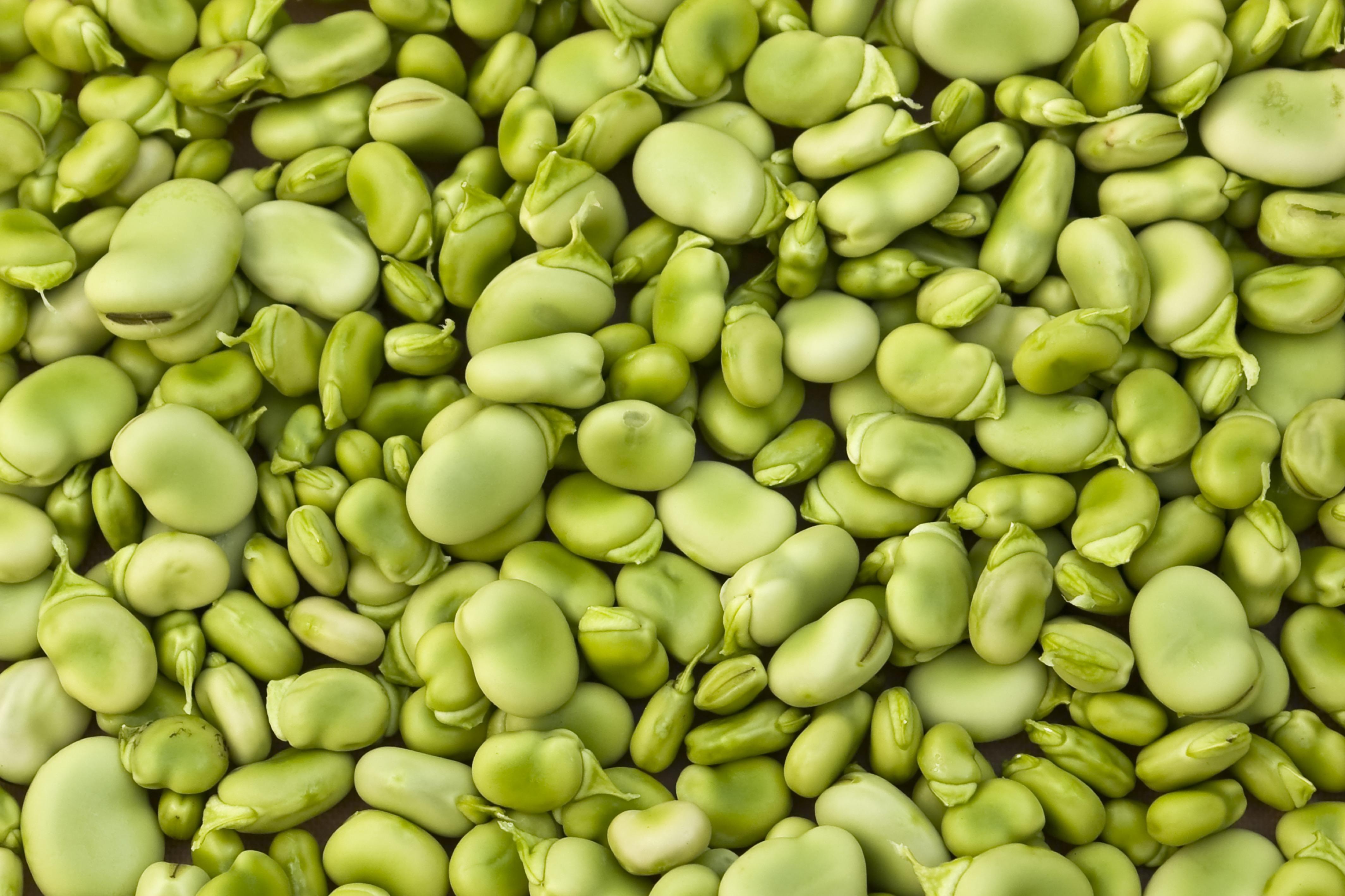 broad-beans-for-bigger-health-benefits