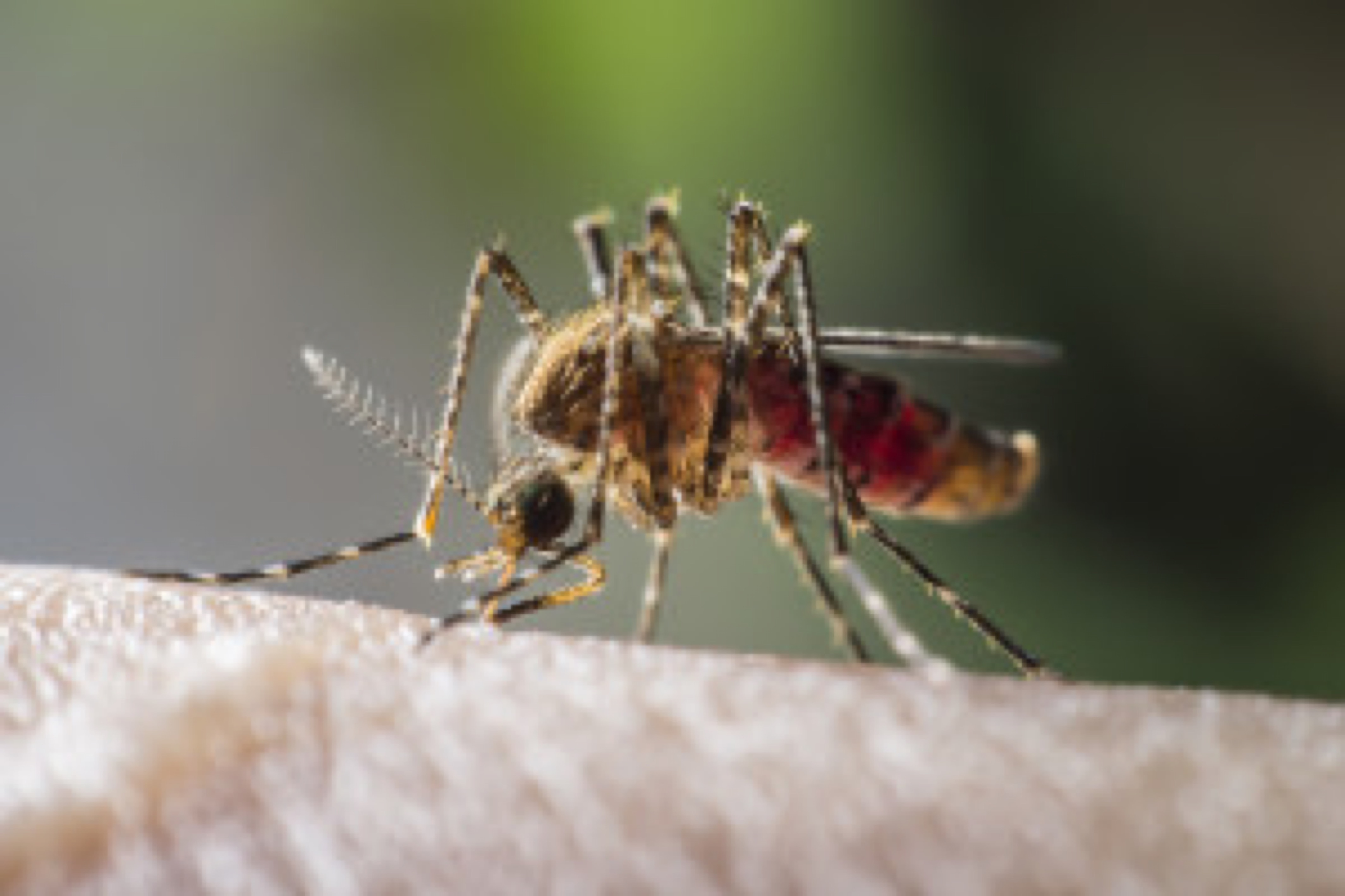 mosquito drinks blood out of man