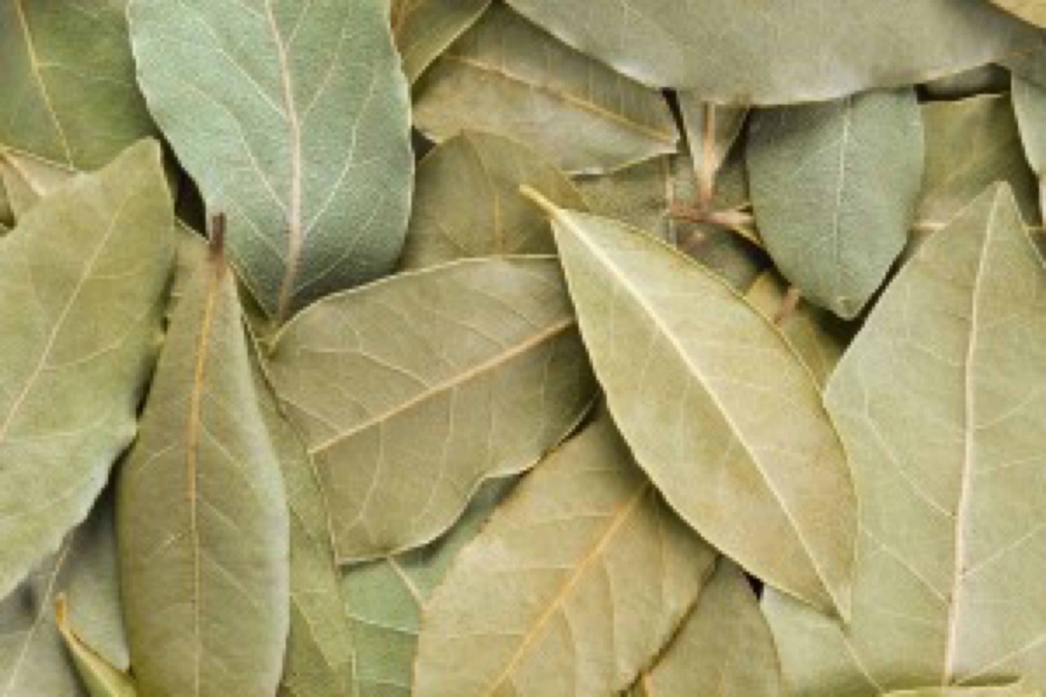 Bay Leaves full frame background . Also called bay laurel or Laurus nobilis. Used as a spice in cuisines and also in medicine.