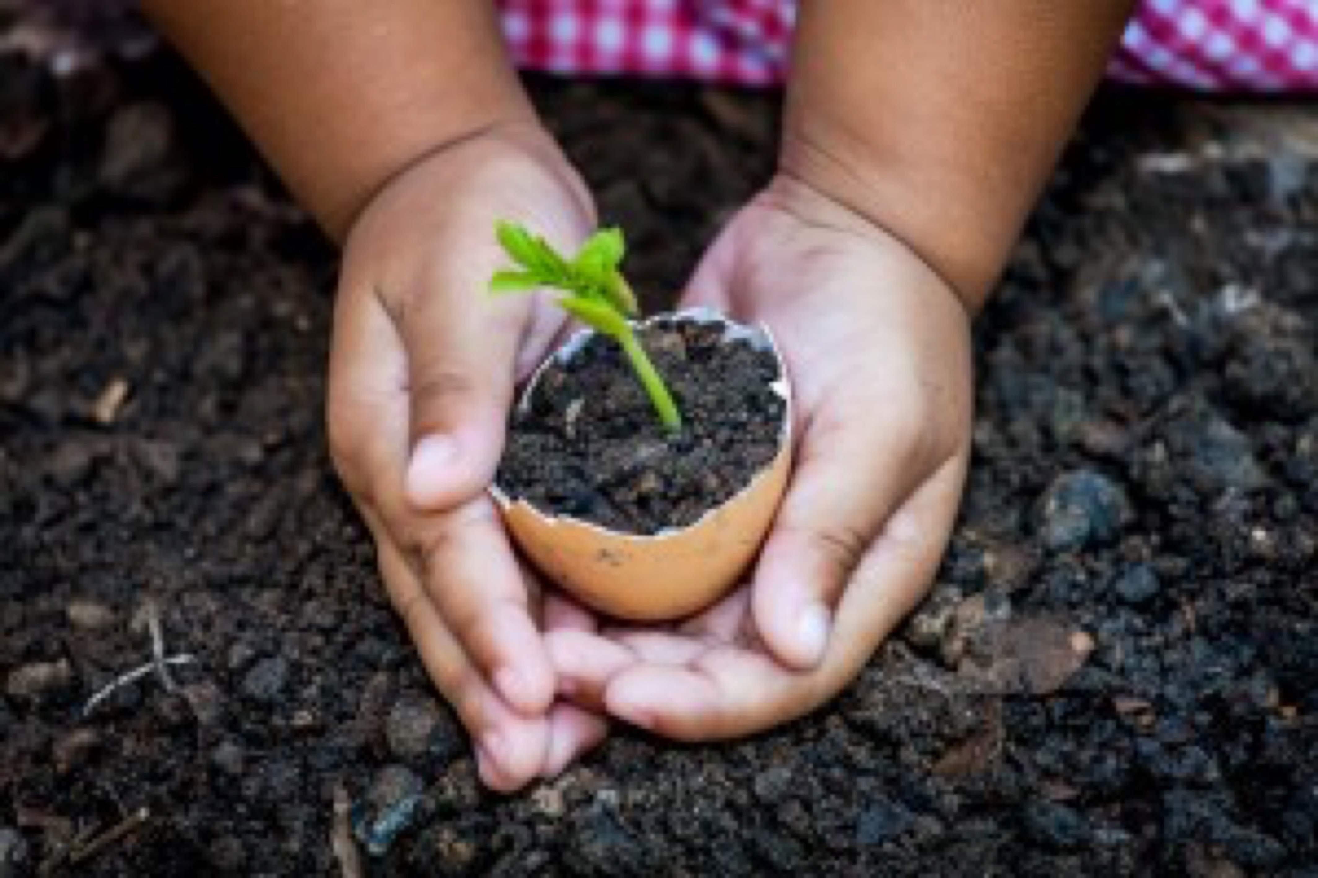 Child hand holding young tree in egg shell together for prepare plant on ground,save world concept