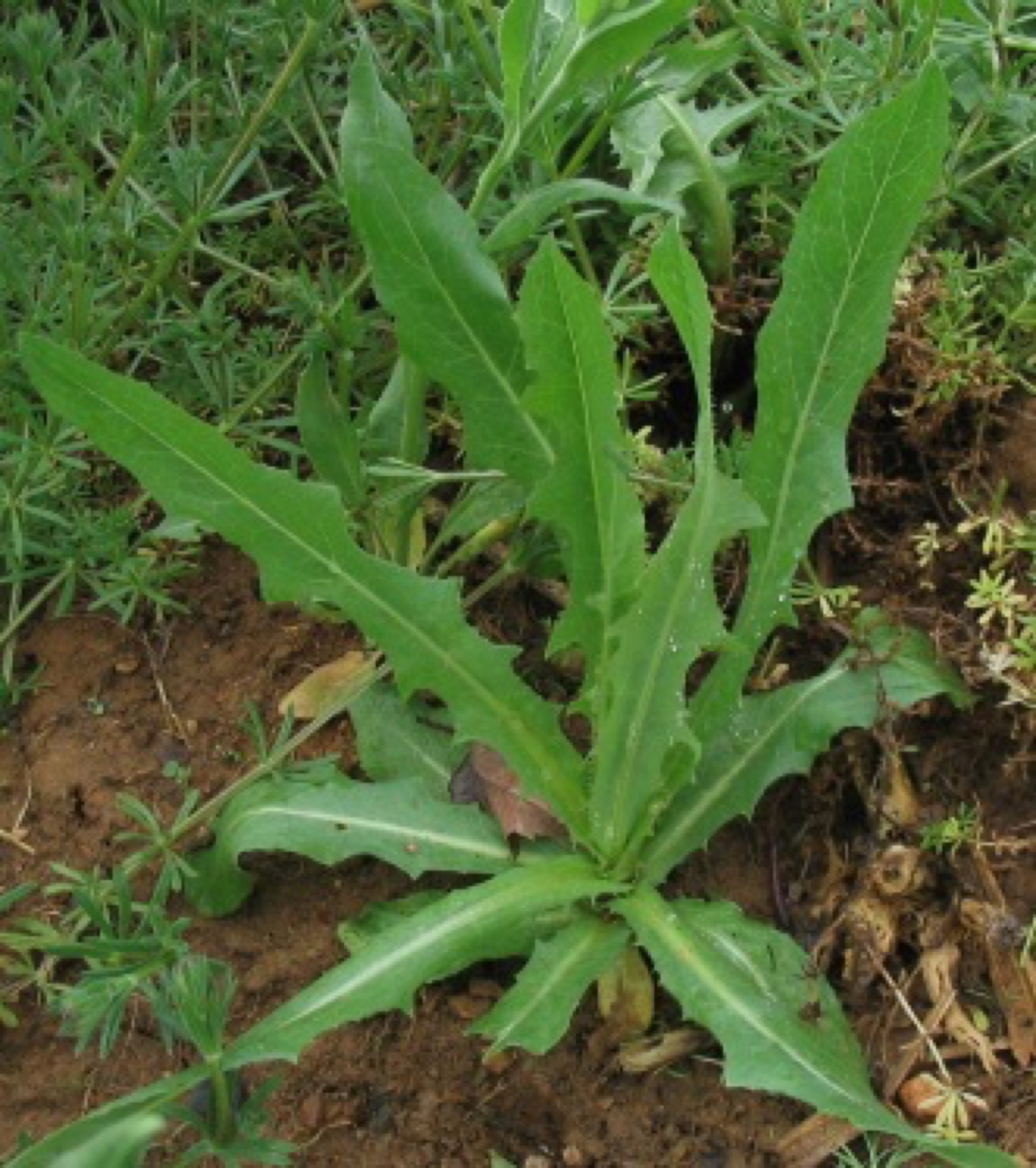 Wild Lettuce is a Natural Remedy for Headaches, Insomnia & More