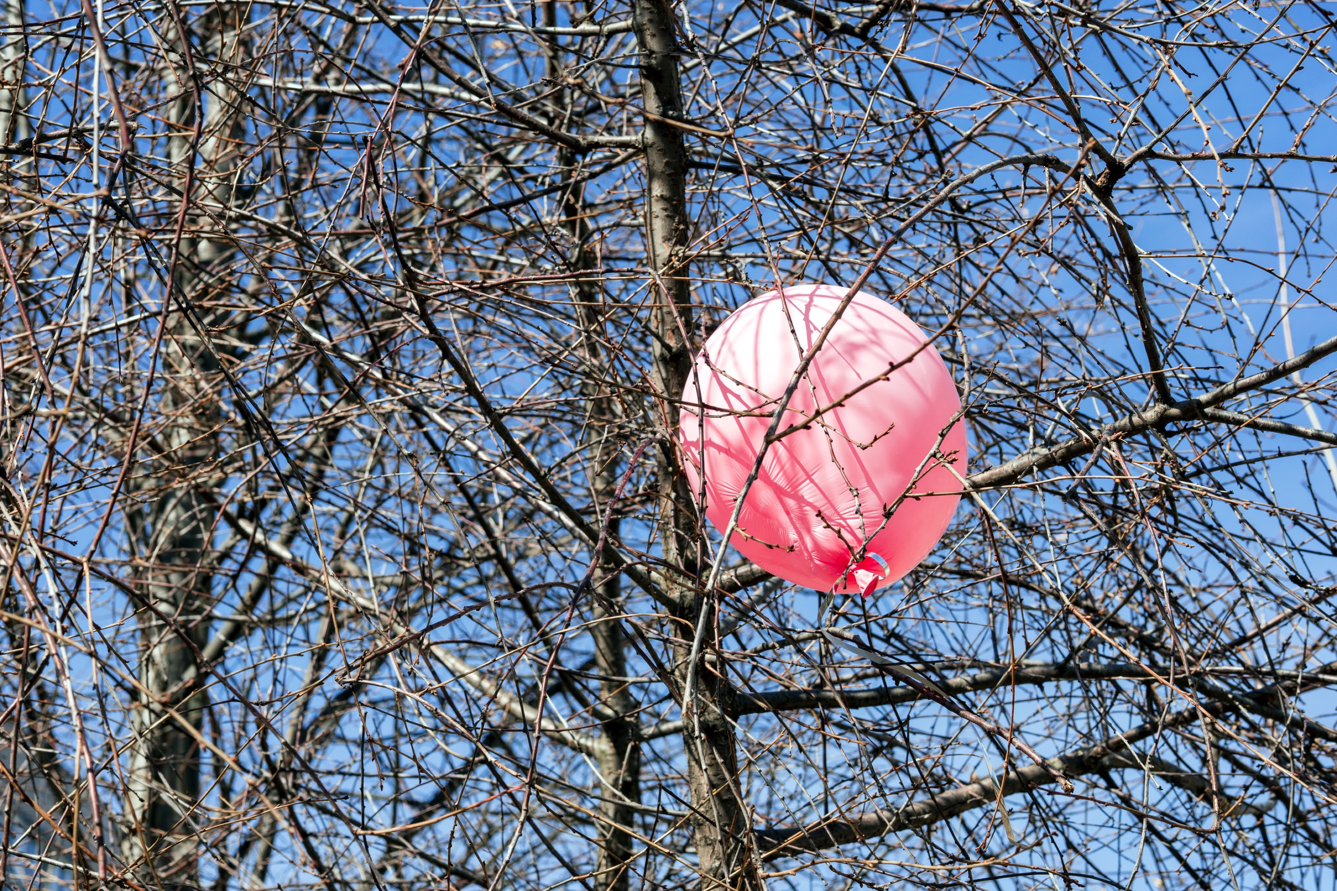 Balloons Are Causing Harm In The Natural World