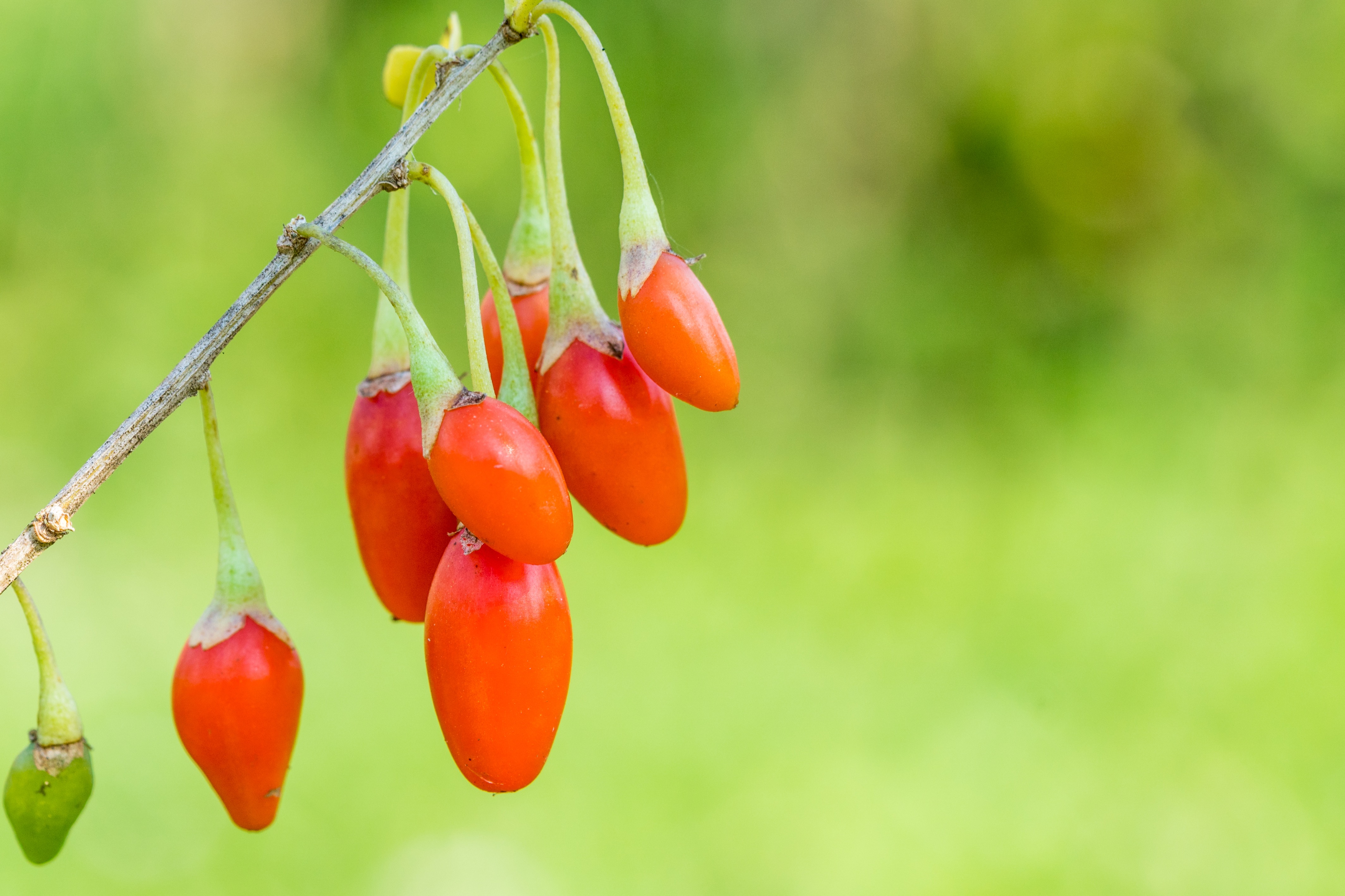 are-you-able-to-buy-fresh-goji-berries-in-your-local-store