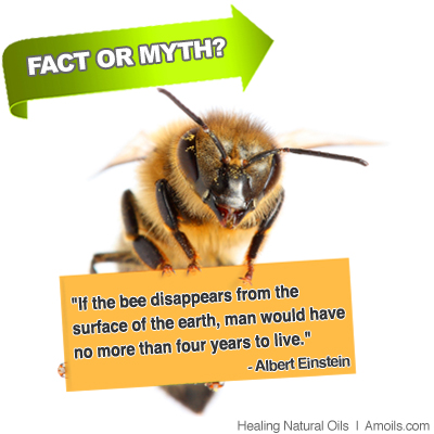 Bee Facts and Myths